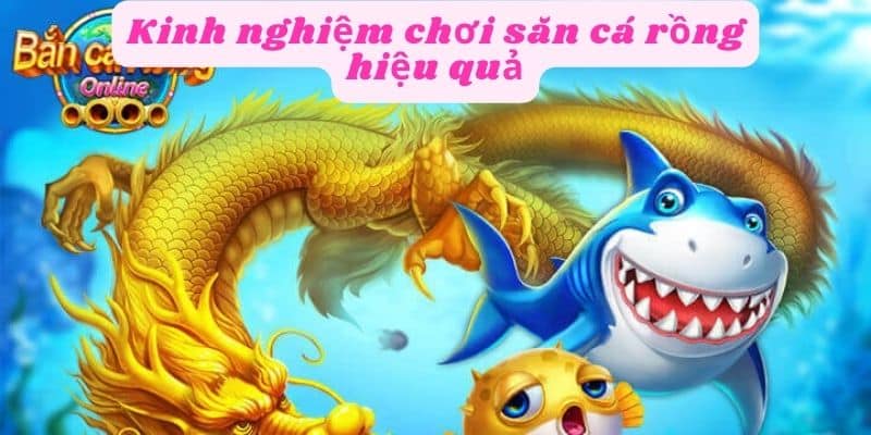 Kinh nghiệm chơi săn cá rồng hiệu quả