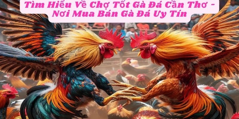 Tìm Hiểu Về Chợ Tốt Gà Đá Cần Thơ - Nơi Mua Bán Gà Đá Uy Tín