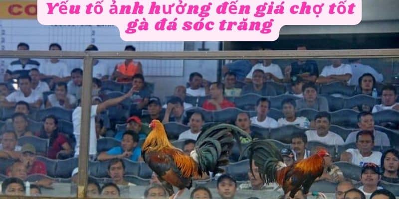 Yếu tố ảnh hưởng đến giá gà đá