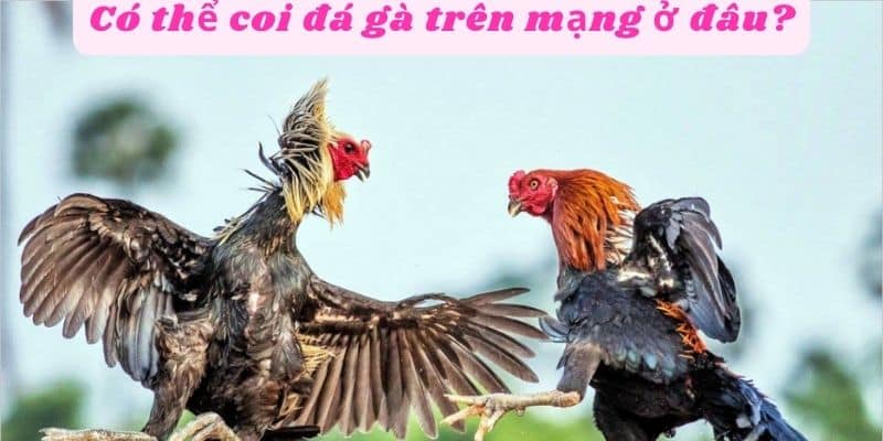 Có thể coi đá gà trên mạng ở đâu