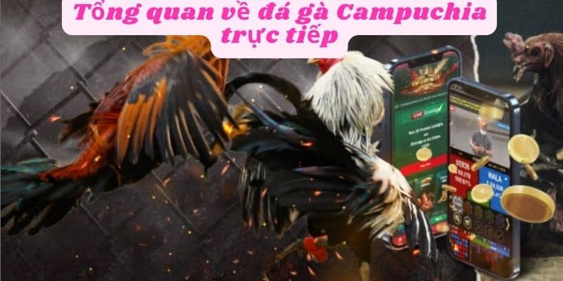 Tổng quan về đá gà Campuchia trực tiếp