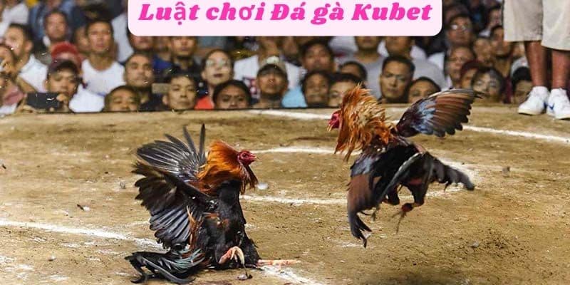 Luật chơi đá gà Kubet